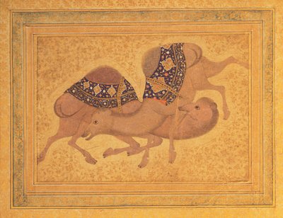 Two Camels Fighting by Indian School
